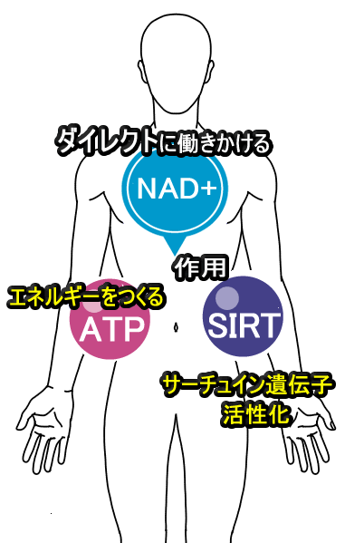 NAD+ 若返り美容成分 原液フリーズドライ サーチュイン遺伝子　