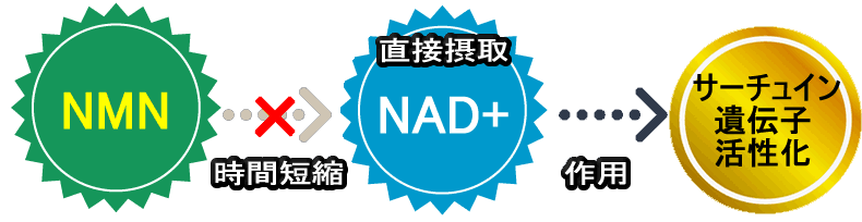 NAD+ 若返り美容成分 原液フリーズドライ サーチュイン遺伝子　